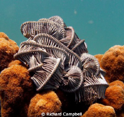 --Integrated  Inspiration----sealife dc1000-- by Richard Campbell 